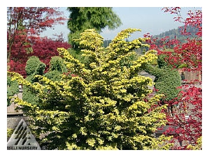 TSUGA canadensis 'Aurea Compacta'